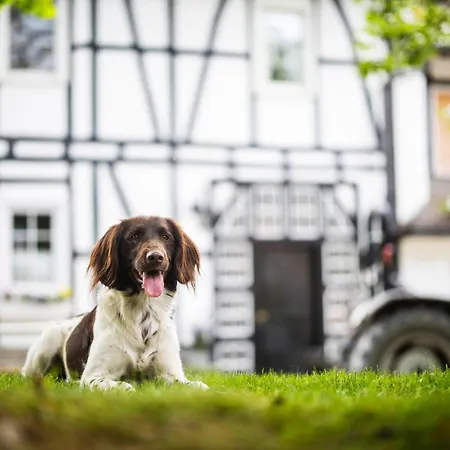 Hof Koehne - Haus Am Spielplatz - Taube Апартаменты Шмалленберг
