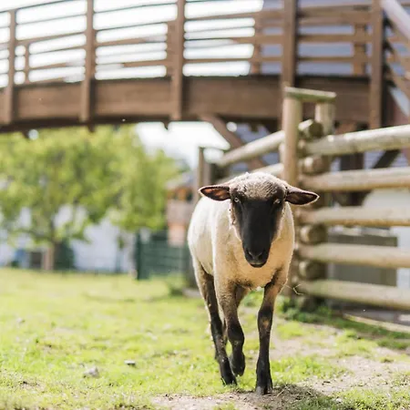 Hof Koehne - Haus Am Spielplatz - Taube * Шмалленберг