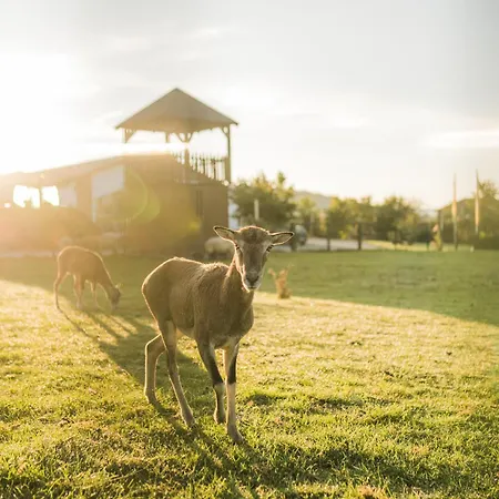 Апартаменты Hof Koehne - Haus Am Spielplatz - Taube *